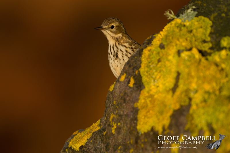 Meadow Pipit