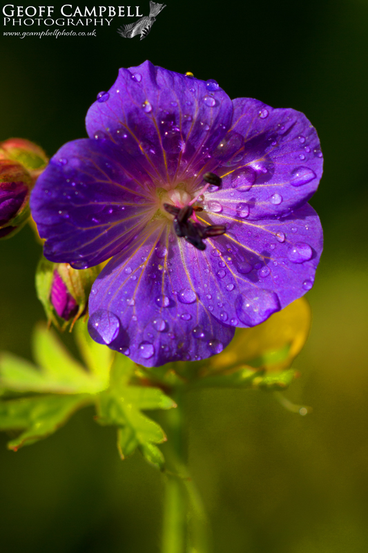 Meadow Cranesbill