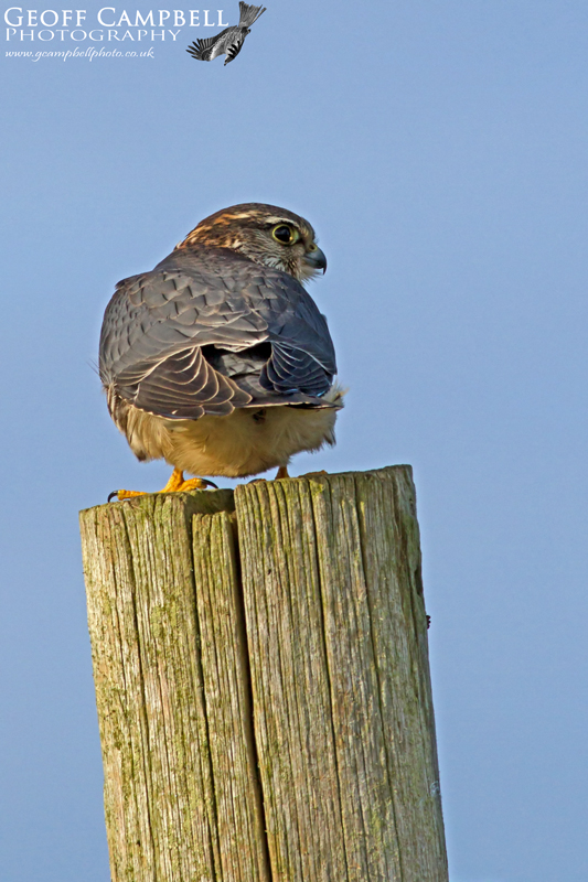 Merlin