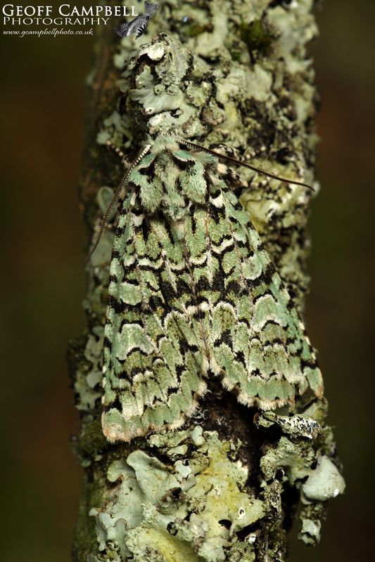 Merveille Du Jour