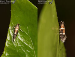 1.004 Micropterix aruncella - White-line Pollen Moth