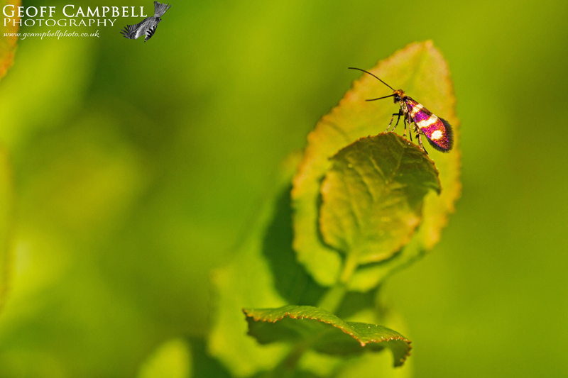 Micropterix aureatella