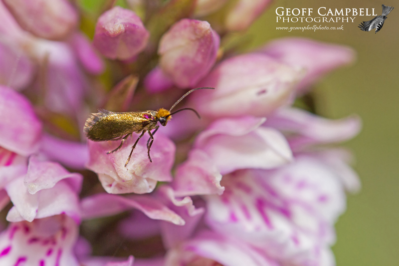 Micropterix calthella