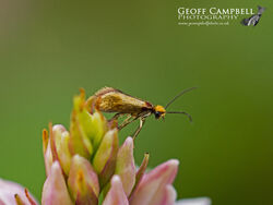 1.005 Micropterix calthella - Plain Pollen-moth