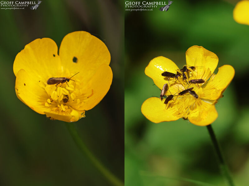 01.005 Micropterix cathella - Plain Pollen-moth