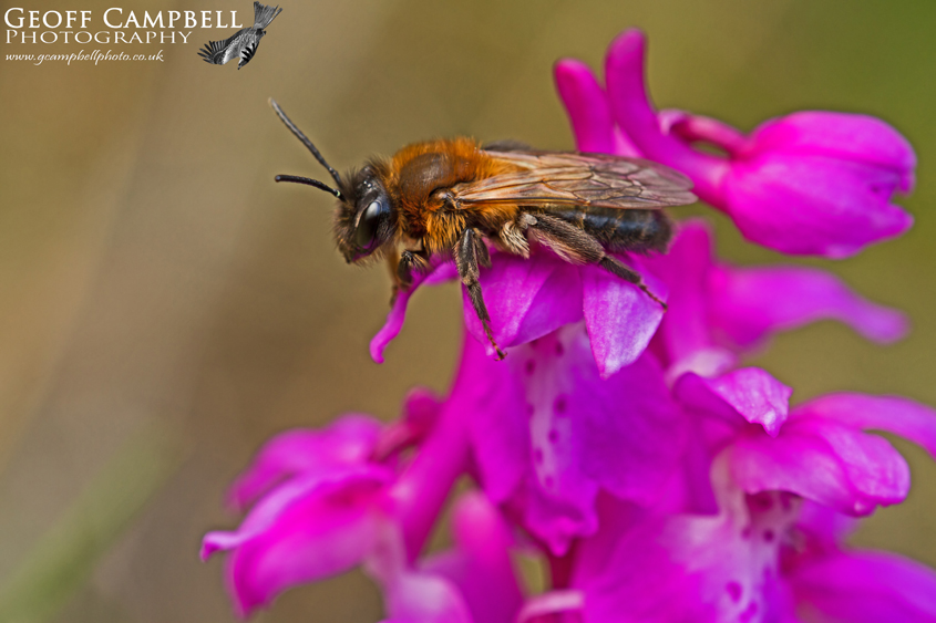 Mining Bee sp
