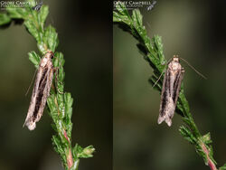 35.093 Mirificarma mulinella - Gorse Streak