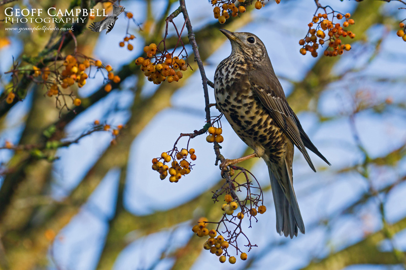 Mistle Thrush