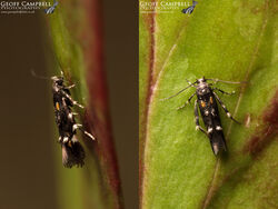 40.015 Mompha raschkiella - Fireweed Mompha