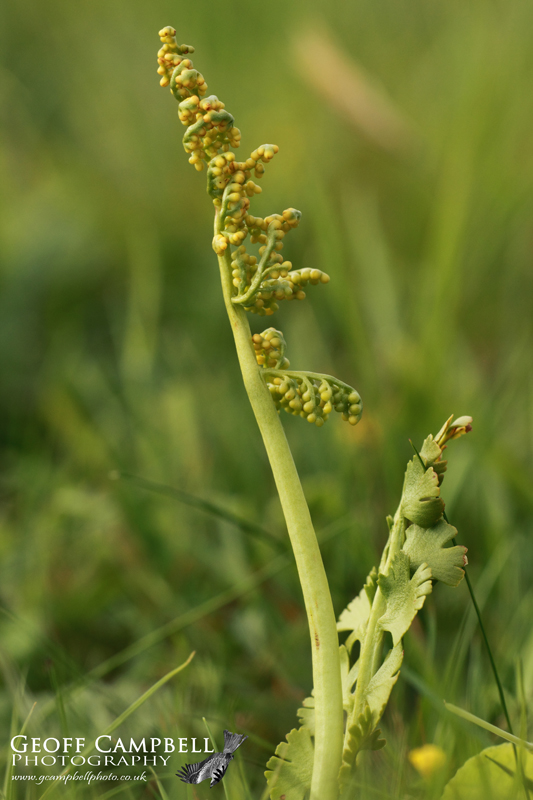 Moonwort