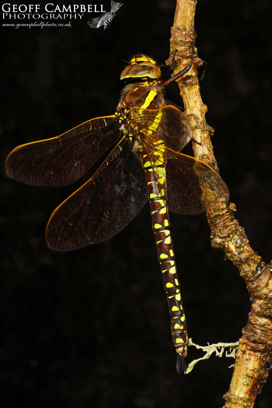 Moorland Hawker - Female (Aeshna juncea)