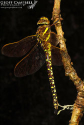 Moorland Hawker - Female (Aeshna juncea)