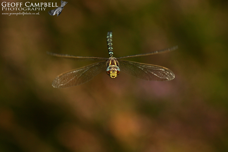 Moorland Hawker in Flight (Aeshna juncea)