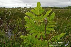 Moorland Hawker (Aeshna juncea)