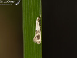 38.039 Elachista maculicerusella - Canary-grass Miner
