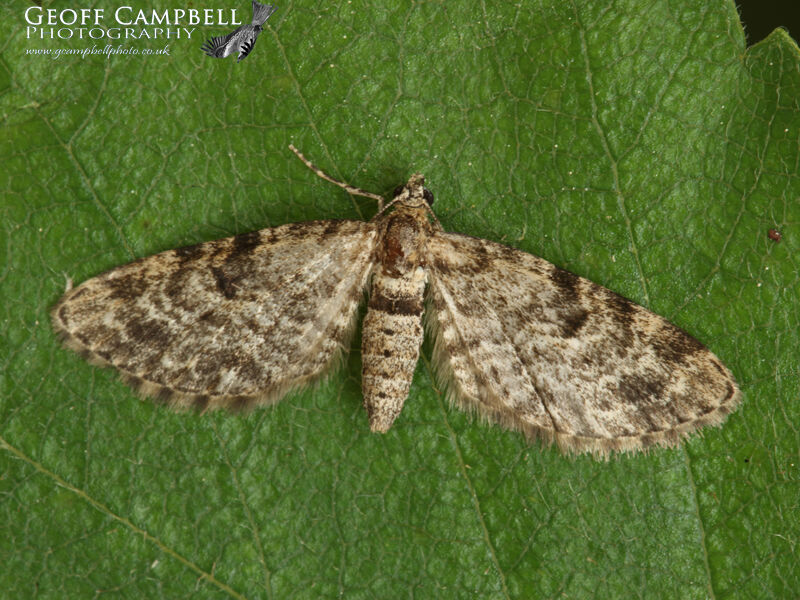 Mottled Pug (Eupithecia exiguata)