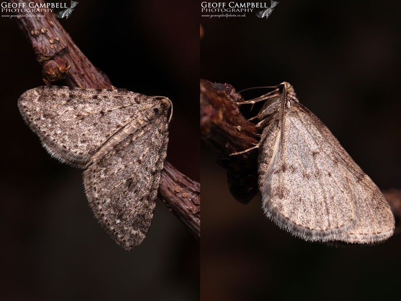 Mottledgrey