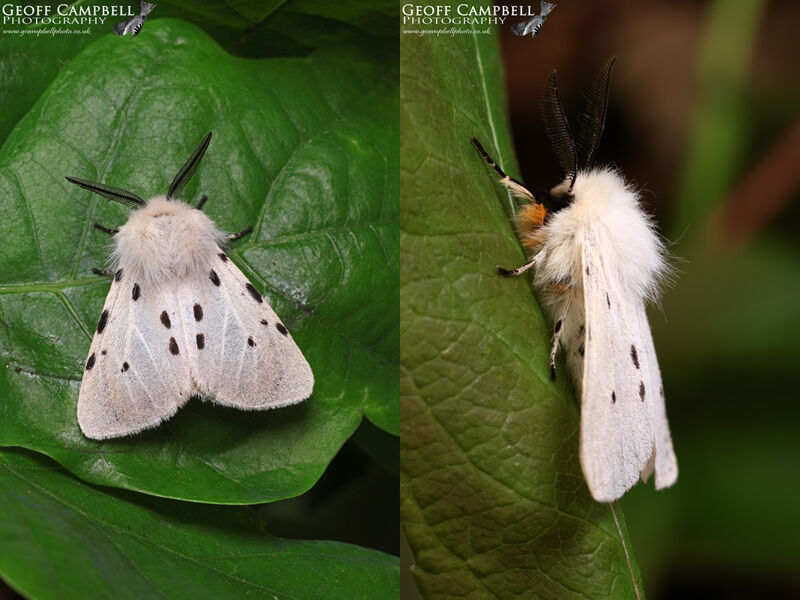 Muslin Moth (Diaphora mendica)
