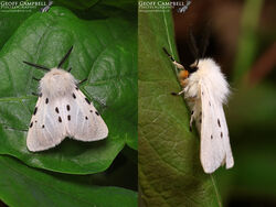 Muslin Moth (Diaphora mendica)