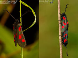 Narrow-bordered Five-spot Burnet (Zygaena lonicerae)
