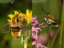 Narrow-bordered Bee Hawk-moth (Hemaris tityus)