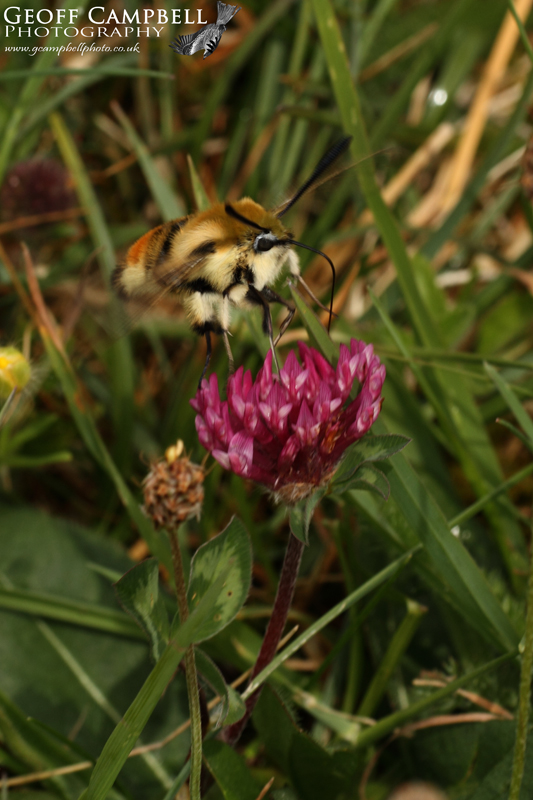 Narrow Bordered Bee Hawkmoth