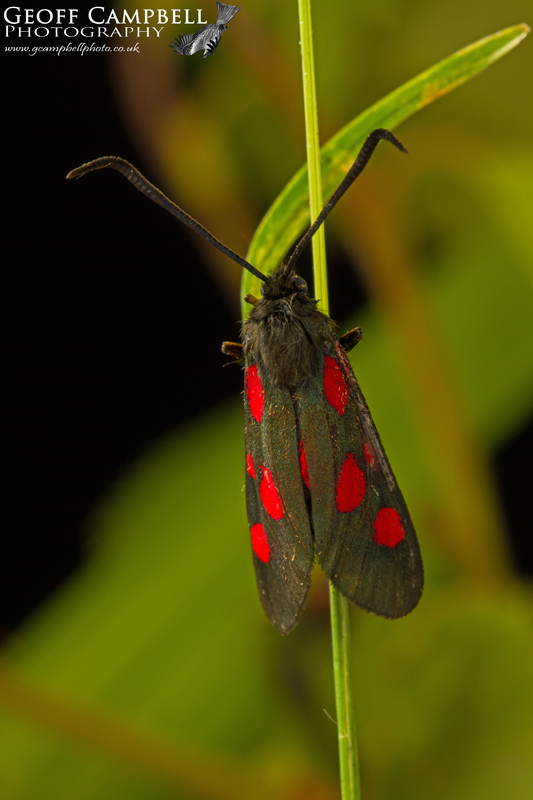 Narrow Bordered Five-Spotted Burnet