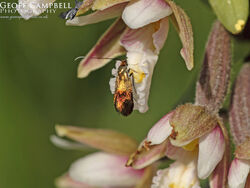 7.005 Nemophora minimella - Small Scabious Longhorn