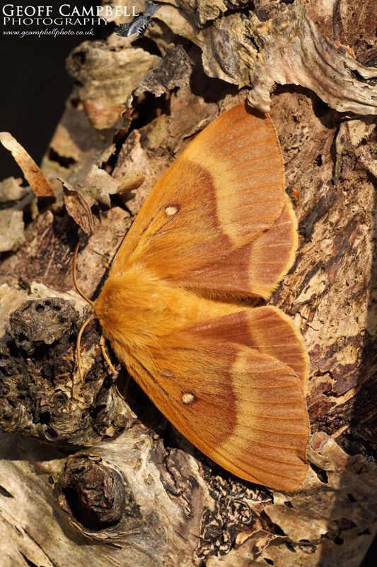 Northern Eggar