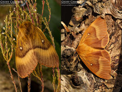 Northern/Oak Eggar (Lasiocampa quercus)