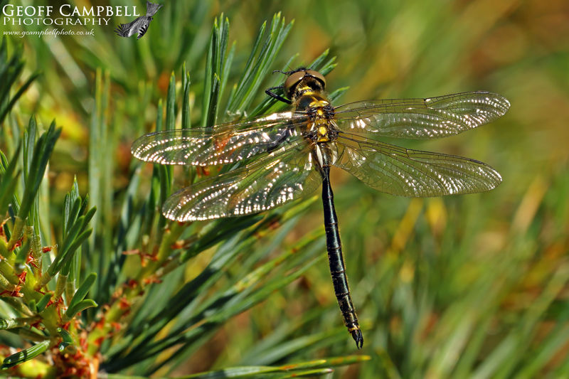 Northern Emerald (Somatochlora arctica)