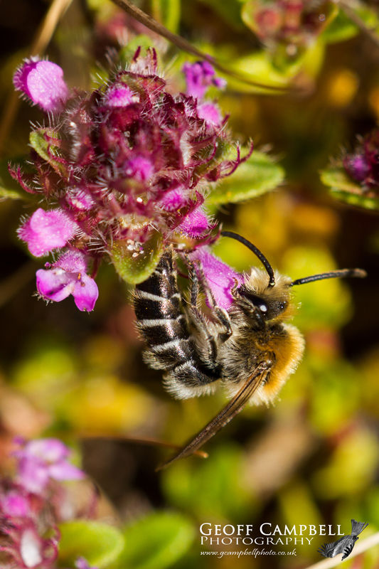 Northern Colletes (Colletes floralis)