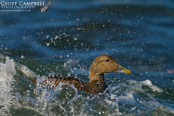 Common Eider - Female