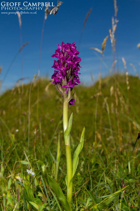 Northern Marsh Orchid