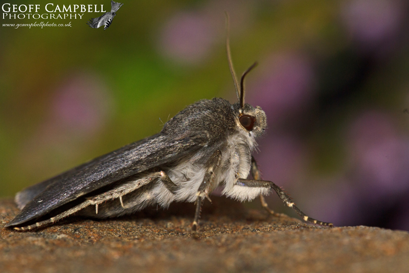 Northern Rustic