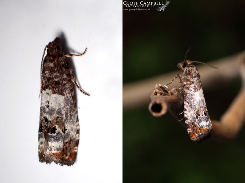 49.298 Notocelia trimaculana - Hawthorn Shoot Moth