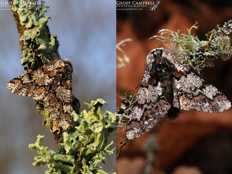 Oak Beauty (Biston strataria)