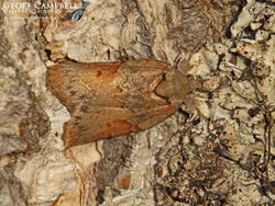 Oak Nycteoline (Nycteola revayana)