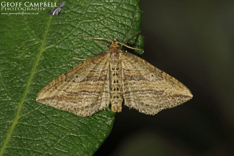 Oblique Carpet