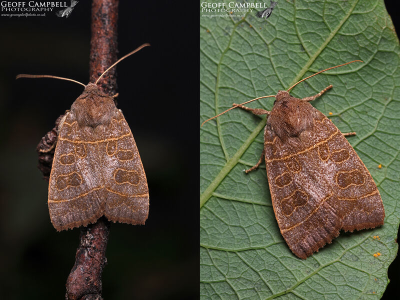 Olive (Ipimorpha subtusa)