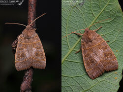 Olive (Ipimorpha subtusa)