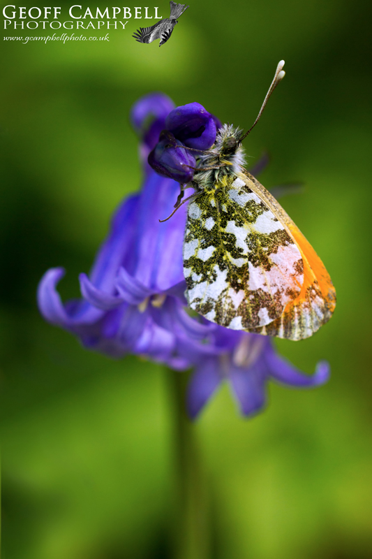 Orange-tip