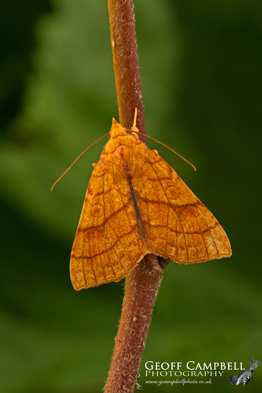 Orange Sallow