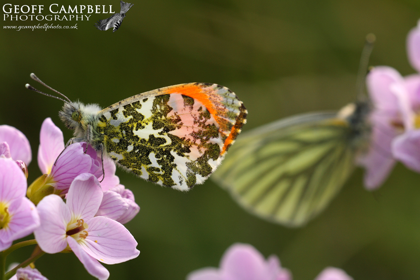 Orangetip & Green-veined White