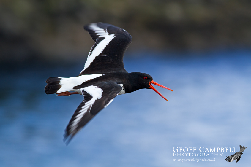 Oystercatcher in Flight