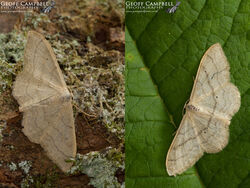 Plain Wave Idaea straminata