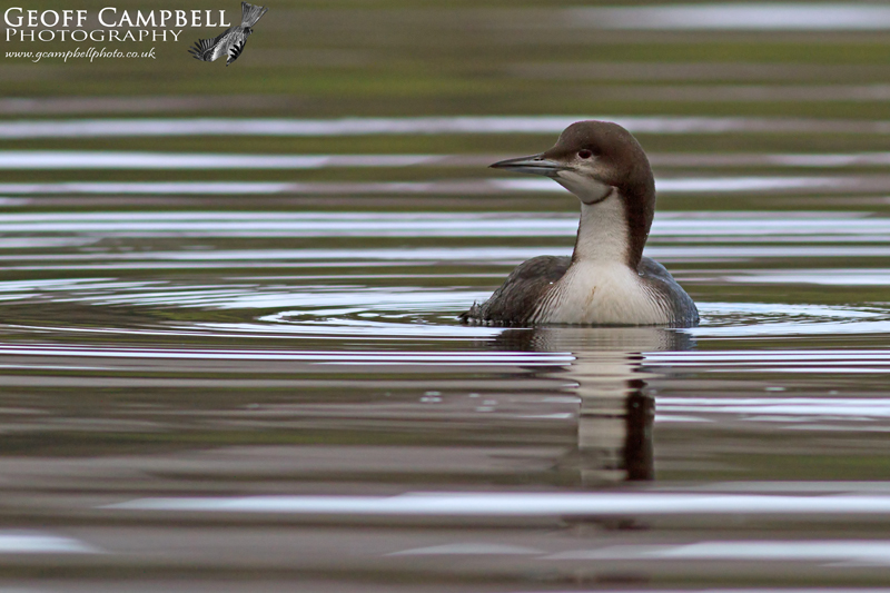 Pacific Diver