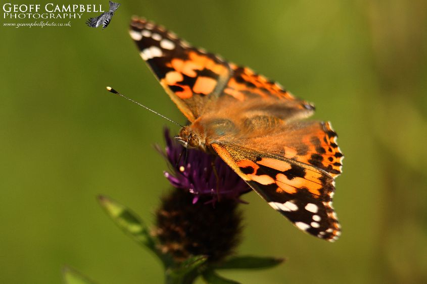 Painted Lady