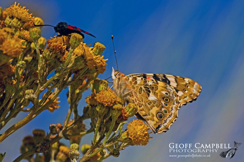 Painted Lady Against a Blue Sky