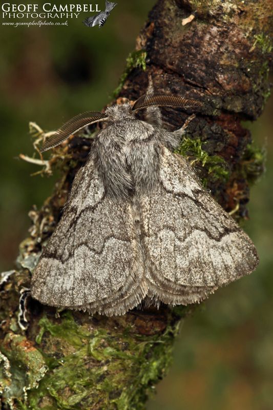Pale Eggar